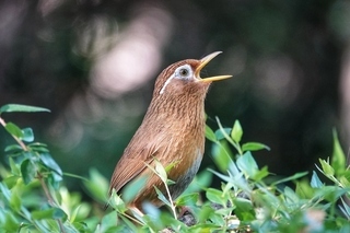 写真：ガビチョウ