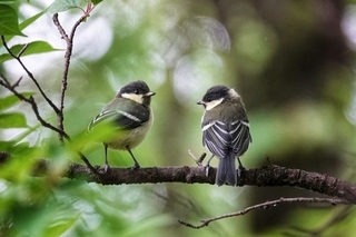 写真：シジュウカラ