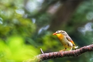 写真：ソウシチョウ