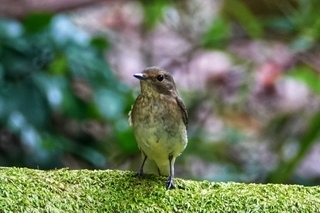 写真：キビタキ1