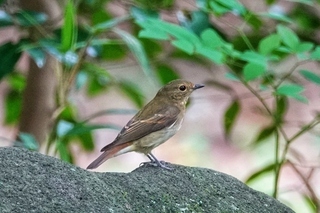 写真：キビタキ2