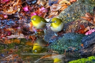写真：メジロ