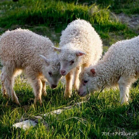 アイスランドの羊の写真