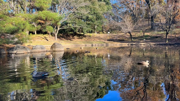 一本杉公園の池