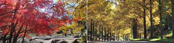 スライド3紅葉