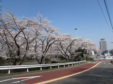 いろは坂の写真