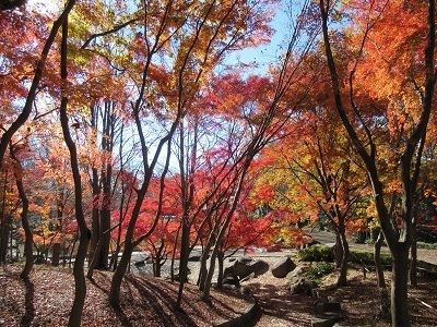 一本杉公園の写真
