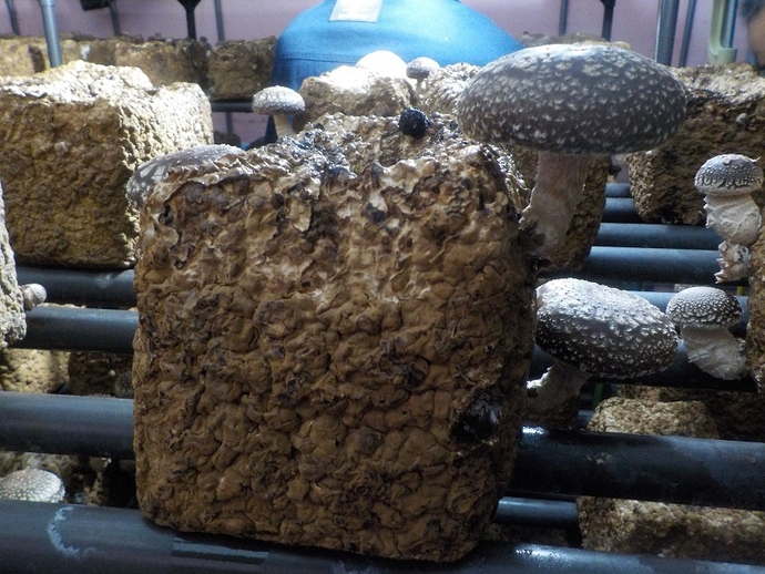 R7椎茸の原木頒布・植菌講習会2