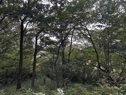 亀ヶ谷緑地の樹木 伐採前