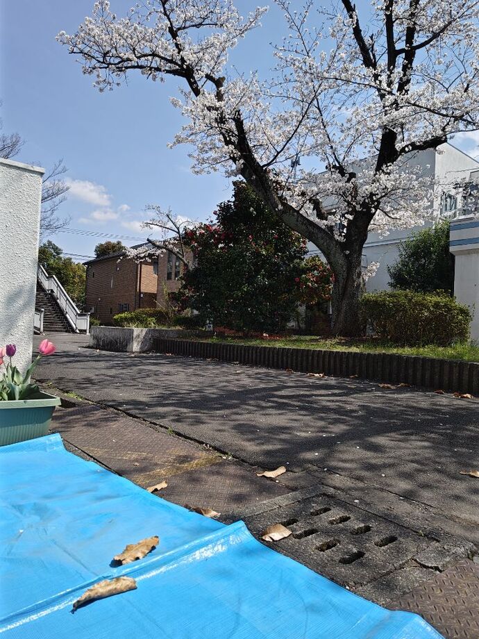 お花見会場