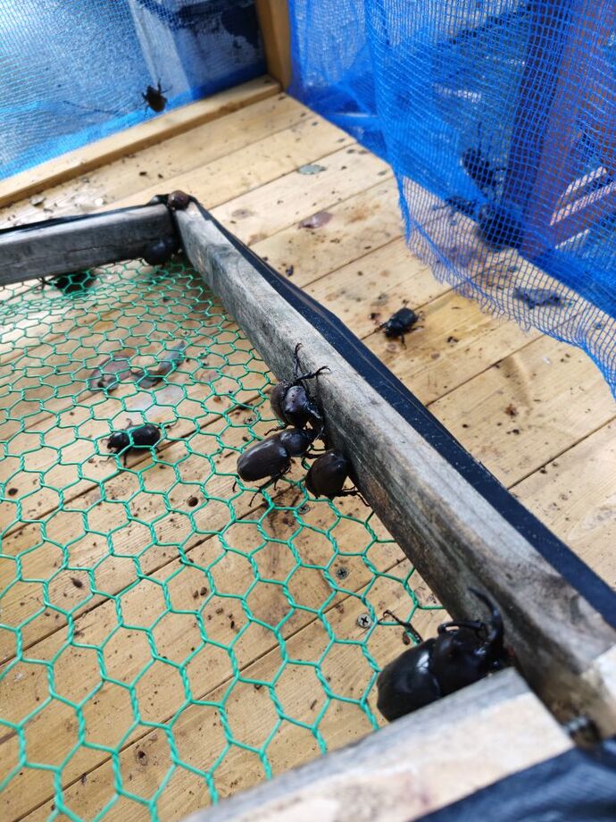カブトムシたち