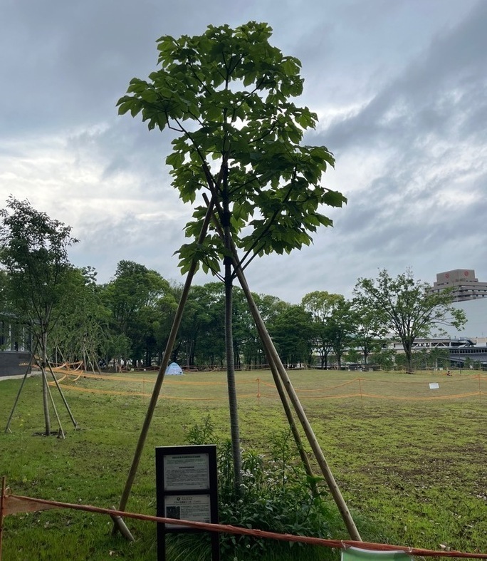 アオギリの木