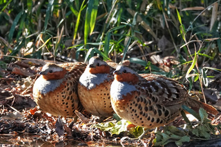 写真：コジュケイ