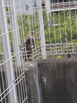 写真：オオタカ