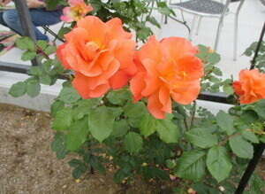 グリーンライブセンターのバラの奢侈なs