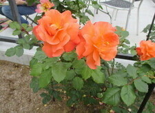 グリーンライブセンターのバラの花壇の写真