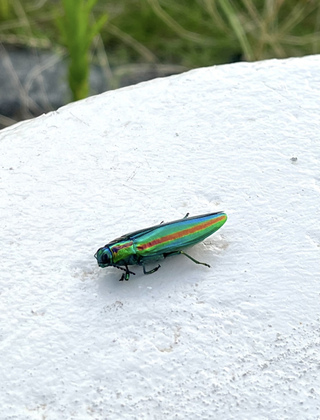 写真:ヤマトタマムシ