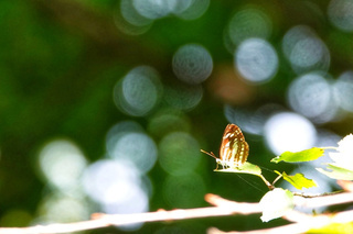 写真:コミスジチョウ