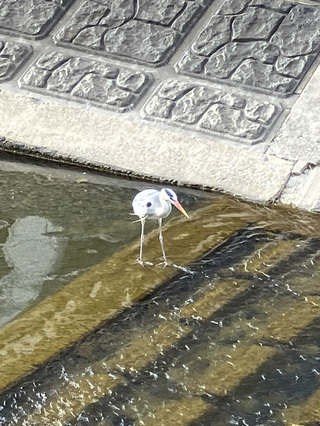 写真：アオサギ