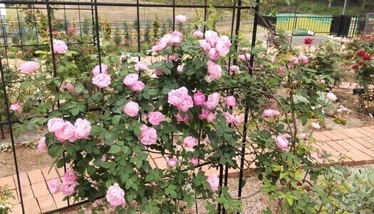 グリーンライブセンターのバラ花壇の写真