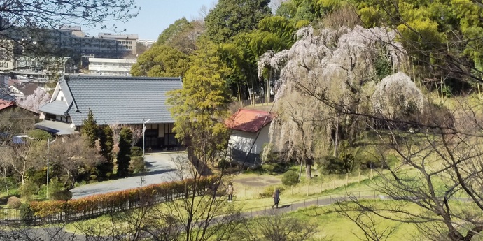 国登録有形文化財「川井家住宅主屋・旧川井家住宅土蔵」、市指定天然記念物「シダレザクラ」