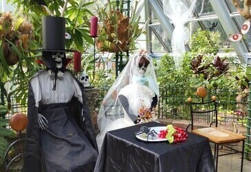 大きなカボチャと植物のディスプレイの写真