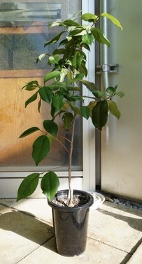 被爆ツバキ二世の苗木の写真