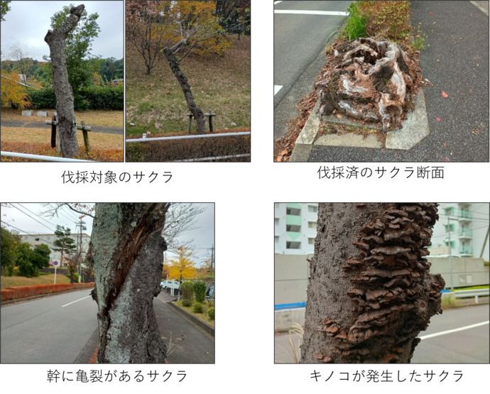 永山さくら通りの伐採対象のサクラ、伐採済みのサクラ、キノコや亀裂の写真