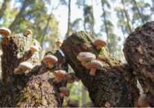 しいたけの原木栽培のイメージ