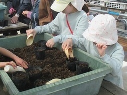 植物の種まき体験をする子どもの写真