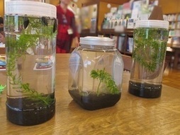 瓶を利用したボトルアクアリウムの写真