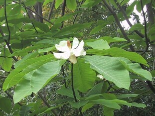 ホオノキの花の写真