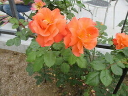 グリーンライブセンターのバラの写真