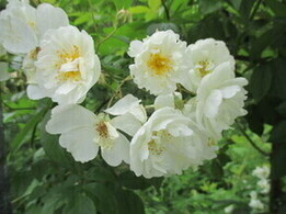 グリーンライブセンターのバラの花壇の写真