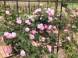 グリーンライブセンターのバラの写真