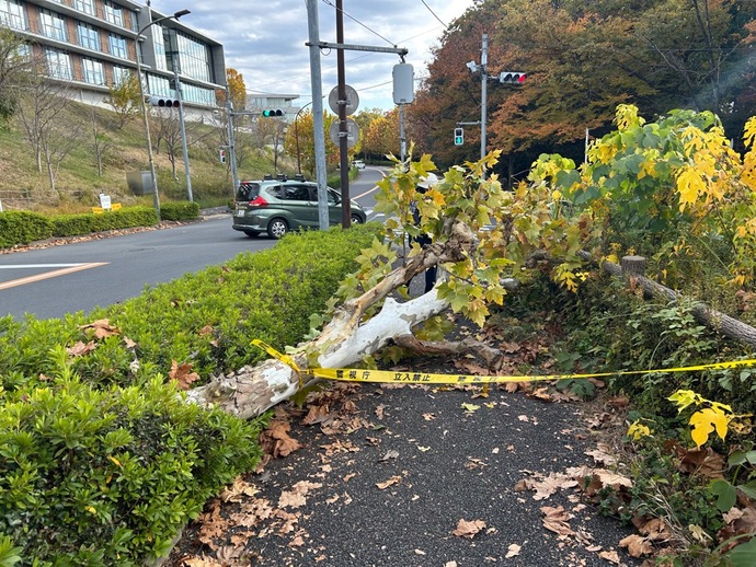 山王下の倒木した街路樹の写真